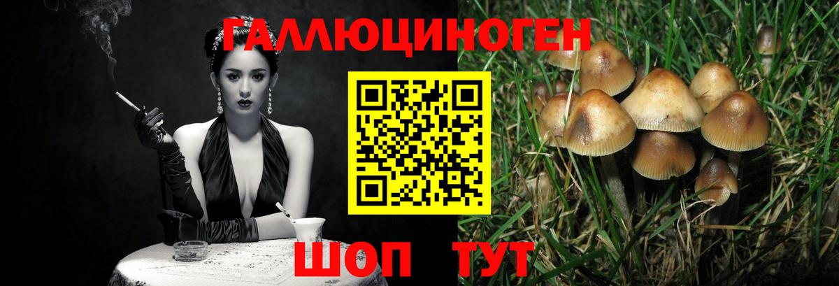 Псилоцибиновые грибы Psilocybe Владивосток